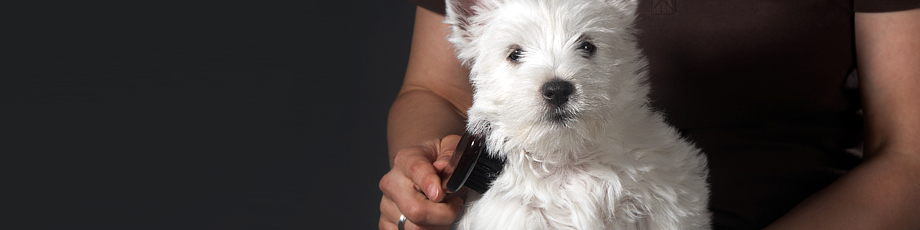 (c) Trimsalonbeautydogs.nl